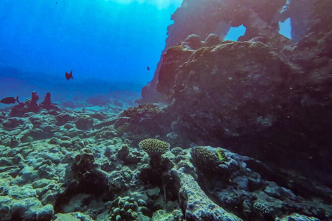Ariki Adventures: Premium Sea Scooter Shipwreck Adventure - Whales in season and electric-blue water