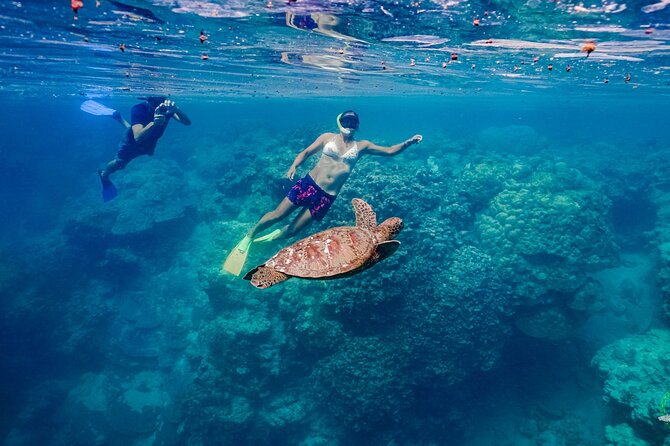Ariki Adventures: Premium Sea Scooter Turtle Adventure - Conservation that has a clear connection to the tour
