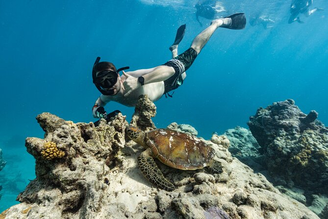 Ariki Adventures: Premium Sea Scooter Turtle Adventure - The $112 price and what you receive