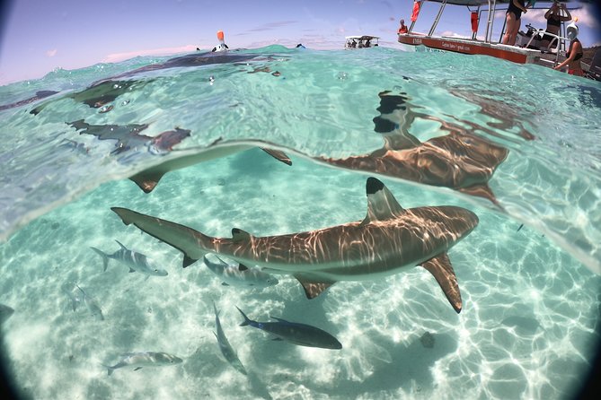 Best Way to Interact with Ocean Wildlife with Lunch. 6H - Stop three: stingrays and blacktip reef sharks
