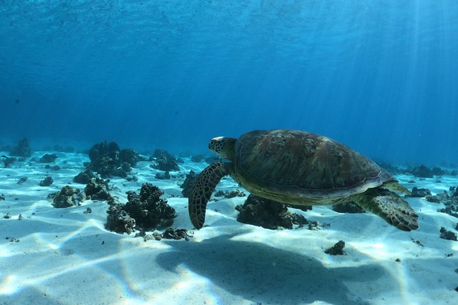 Best Way to Interact with Ocean Wildlife with Lunch. 6H - Timing, ferry connections, and pickup details
