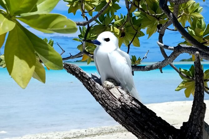 BLUE LAGOON | Eco-tour | Snorkeling Avatoru | Secret Green Lagoon - Guides and the personal feel of the day