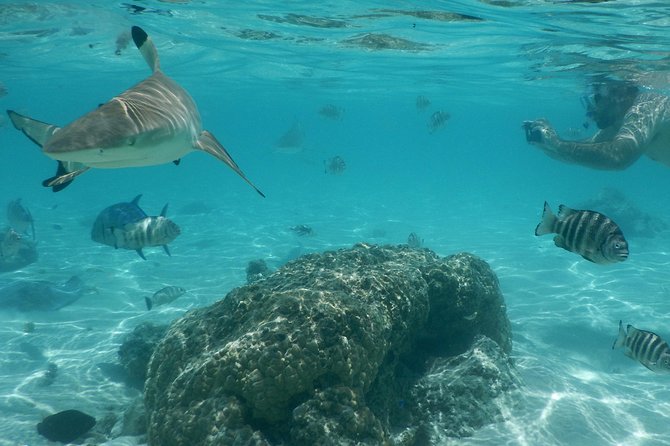 Boat tour 1/2 day Excursion in the lagoon of Moorea - Turtles, clear water, and what you may see