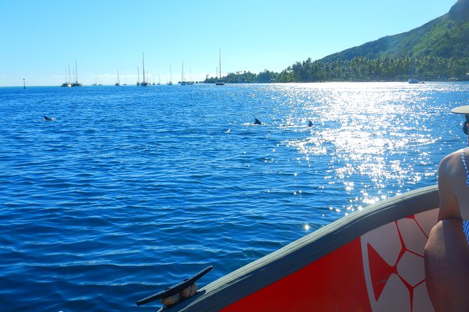 Boat tour 1/2 day Excursion in the lagoon of Moorea - Guides, safety, and the small boat advantage