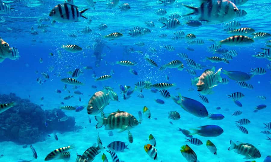 Bora Bora: 1/2 day Coral Discovery tour - Shared tour - Key points to know before you book