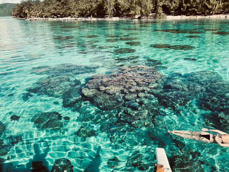 Bora Bora: 1/2 day Coral Discovery tour - Shared tour - What the marine-biology angle adds