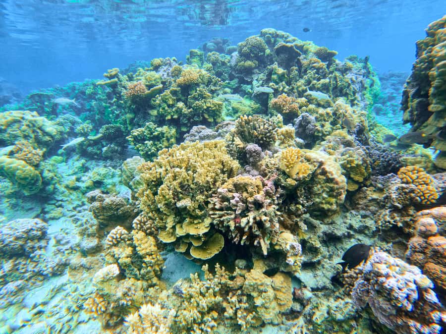 Bora Bora: 1/2 day Coral Discovery tour - Shared tour - Pickup, clothing, and sun protection