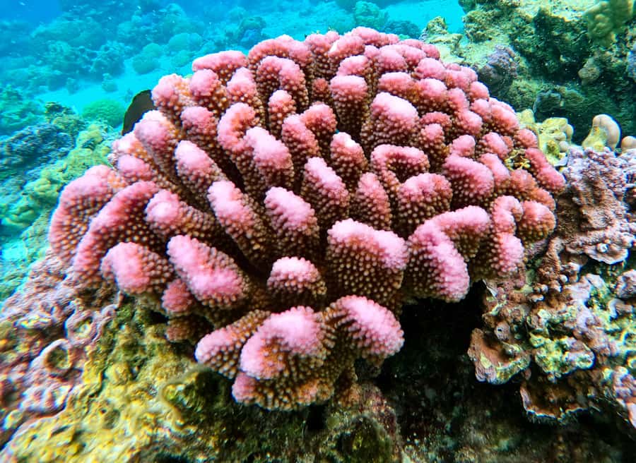 Bora Bora: 1/2 day Coral Discovery tour - Shared tour - Weather, swimming ability, and age limits