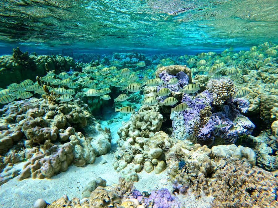 Bora Bora: 1/2 day Coral Discovery tour - Shared tour - Who will enjoy this tour most