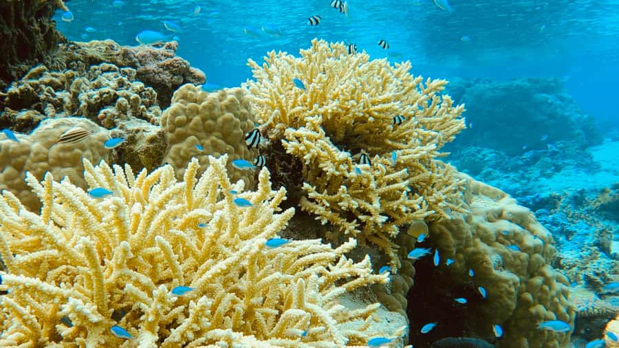 Bora Bora: 1/2 day Coral Discovery tour - Shared tour - Practical booking advice