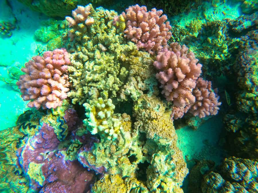 Bora Bora: 1/2 day Coral Discovery tour - Shared tour - The three-stop plan in Bora Bora’s lagoon