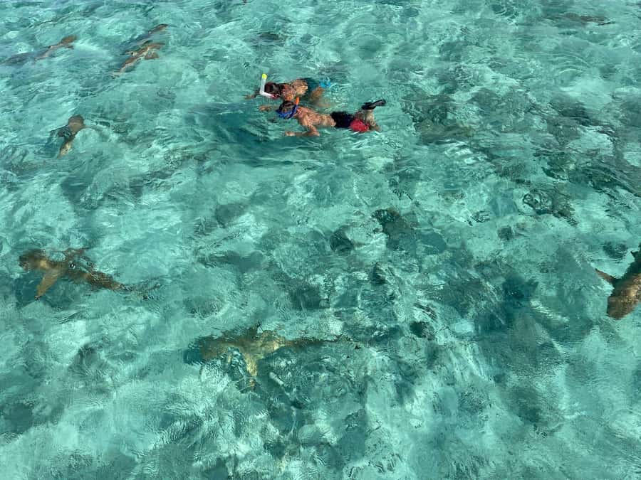 Bora Bora: 1/2 day lagoon safari - Shared tour - Key points to know before you book
