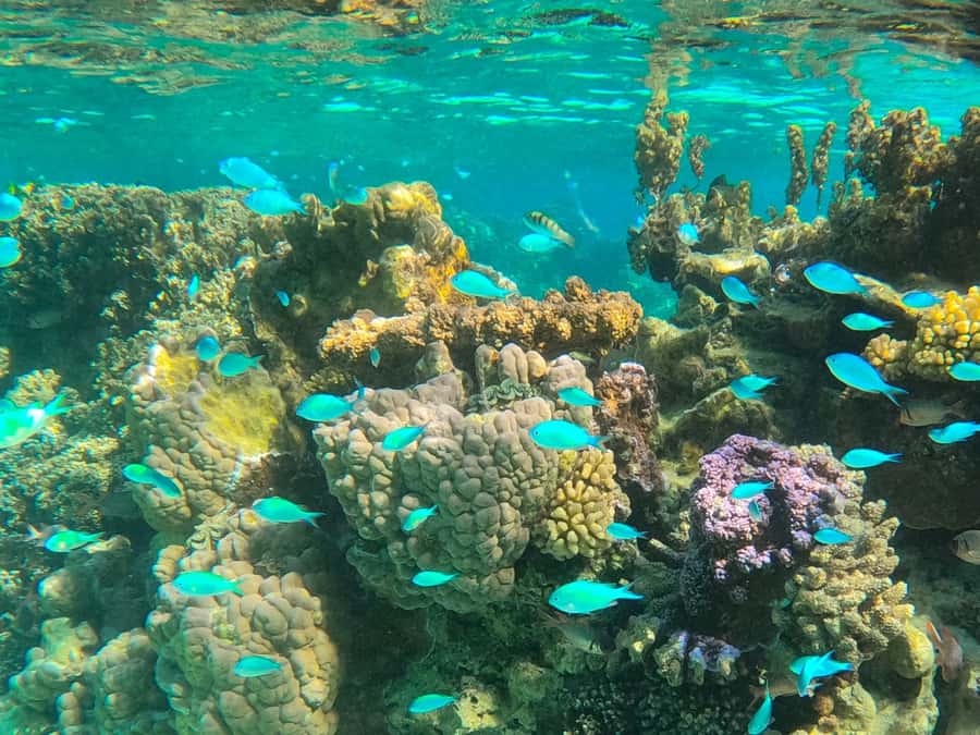 Bora Bora: 1/2 day lagoon safari - Shared tour - Sharks, rays, and a clear Bora Bora lagoon