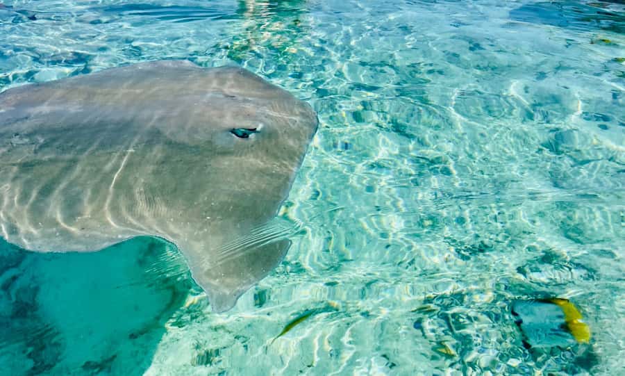 Bora Bora: 1/2 day lagoon safari - Shared tour - The coral garden is the most rewarding stop