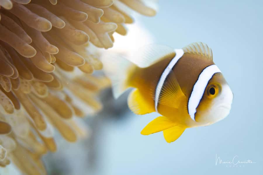 Bora Bora: 1 afternoon dive for certified divers - Key points to know before booking