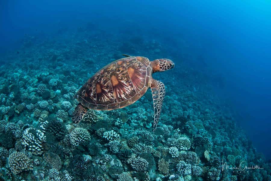 Bora Bora: 1 afternoon dive for certified divers - The briefing sets the tone