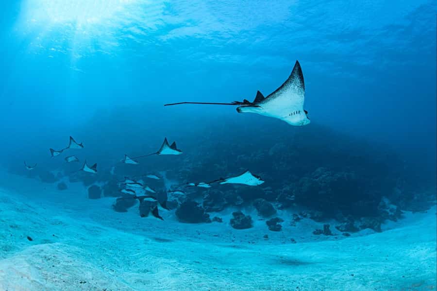 Bora Bora: 1 afternoon dive for certified divers - The afternoon pickup by boat or car
