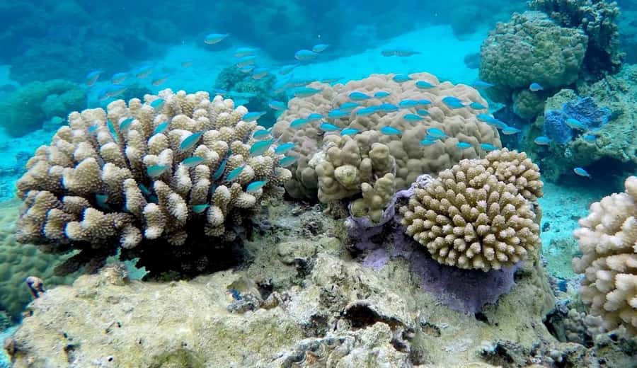 Bora Bora: 3.5-Hour Lagoon Boat Tour with Snorkeling - Key points to know before you book