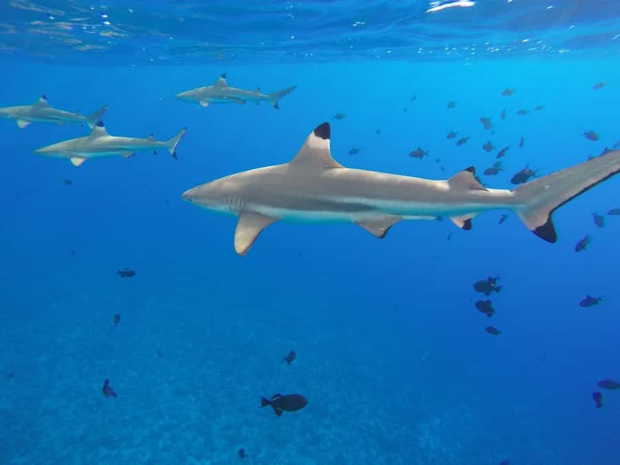 Bora Bora: 3.5-Hour Lagoon Boat Tour with Snorkeling - Searching for Bora Bora’s eagle rays