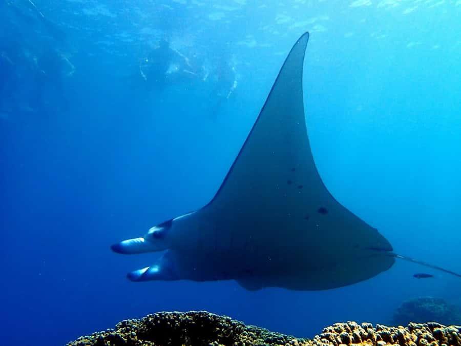 Bora Bora: 3.5-Hour Lagoon Boat Tour with Snorkeling - What three and a half hours really feels like