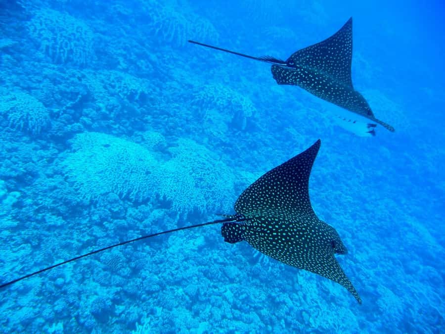 Bora Bora: 3.5-Hour Lagoon Boat Tour with Snorkeling - How much value do you get for $148?