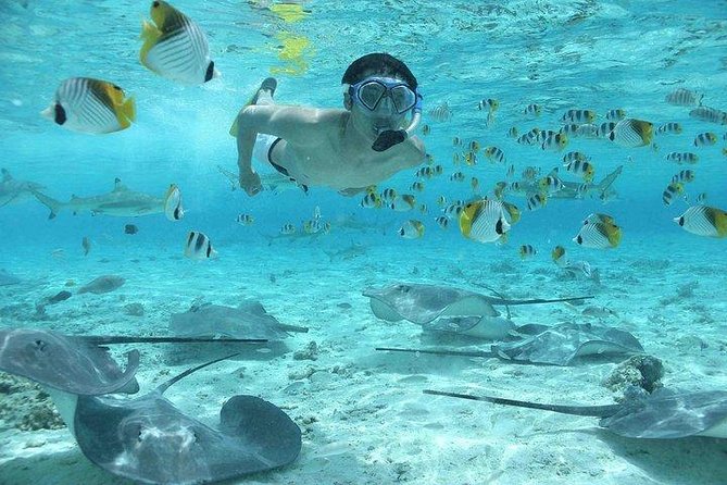 Bora Bora 4WD Tour & Eco Shark & Ray Snorkel Cruise - Swimming with black-tip reef sharks and stingrays