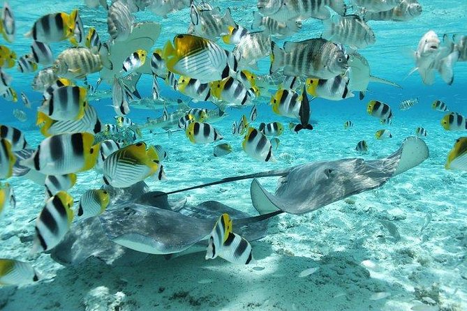 Bora Bora 4WD Tour & Eco Shark & Ray Snorkel Cruise - How the two halves work together
