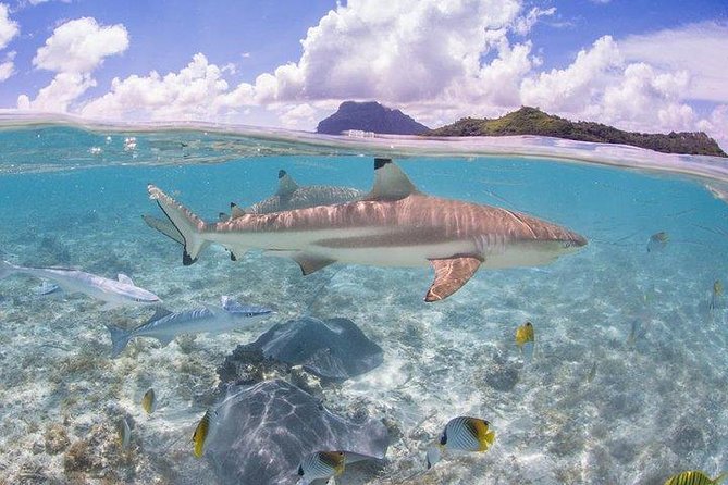 Bora Bora 4WD Tour & Eco Shark & Ray Snorkel Cruise - Is $260.58 a good value?