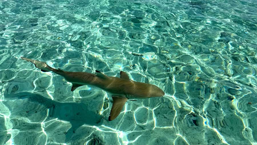 Bora Bora: Blue Lagoon Cruise, Snorkeling and Lunch . - Key points to know before you book