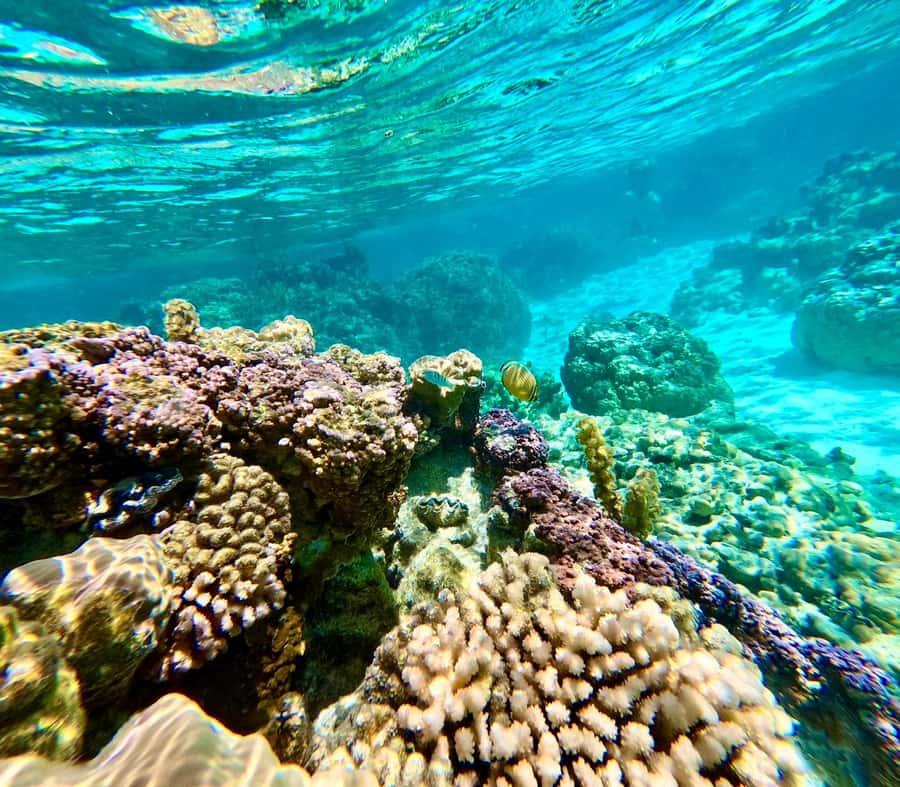 Bora Bora: Blue Lagoon Cruise, Snorkeling and Lunch . - Who will enjoy this Bora Bora cruise most
