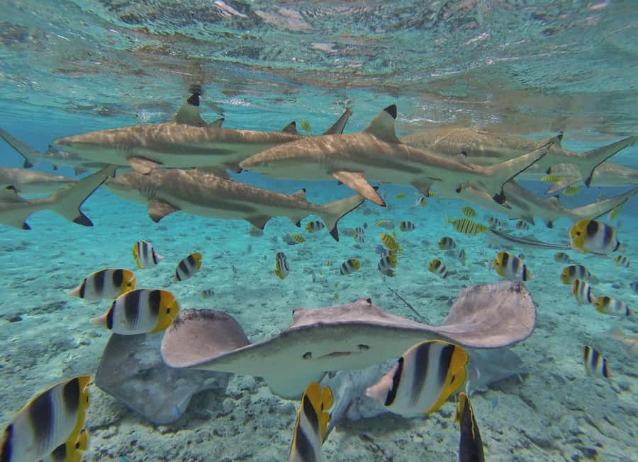Bora Bora by Land and Sea: 4WD Safari and Snorkel - Who will get the most from this tour