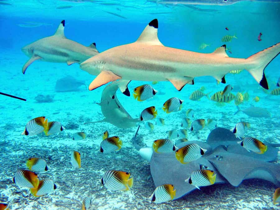 Bora Bora: Eco Shark and Snorkeling Safari - What the boat ride and afternoon timing mean