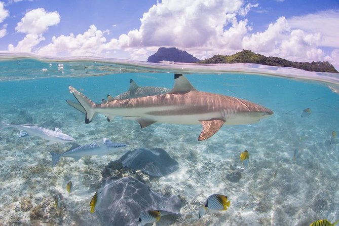 Bora Bora Eco Snorkel Cruise Including Snorkeling with Sharks and Stingrays - The guides make a real difference