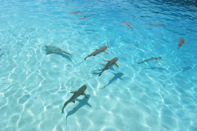 Bora Bora Eco Snorkel Cruise Including Snorkeling with Sharks and Stingrays - What to bring and how to prepare