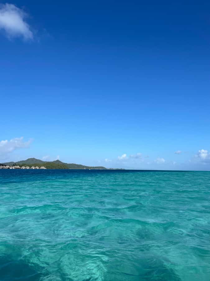 Bora Bora: Full day Lagoon Safari & Lunch on a Motu - ST - The coral garden and its smaller sea life