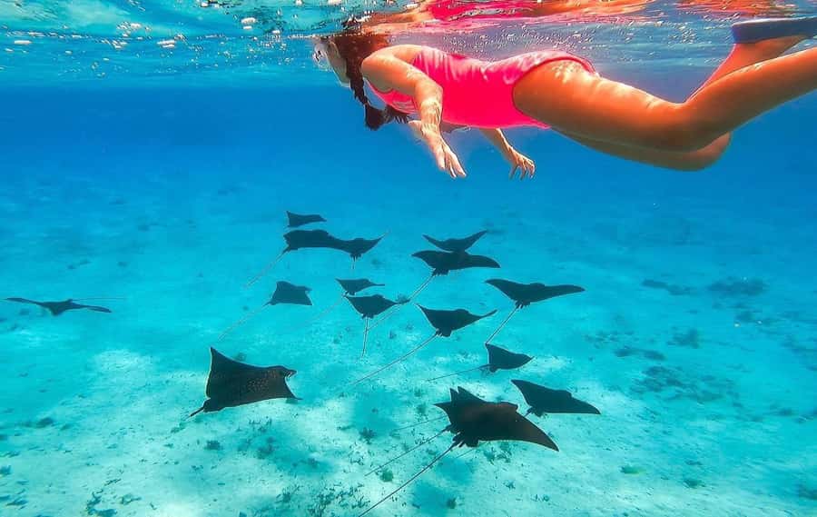 Bora Bora: Full day Lagoon Safari & Lunch on a Motu - ST - The guides make the difference