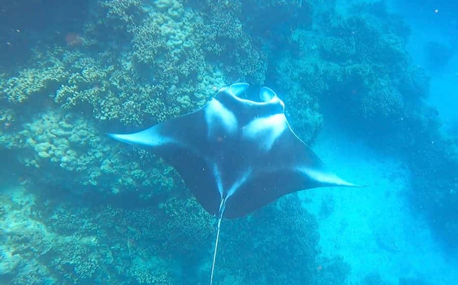 Bora Bora: Full day Lagoon Safari & Lunch on a Motu - ST - Starting from your hotel dock