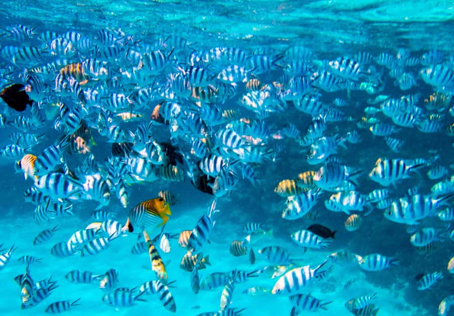 Bora Bora: Full-Day Lagoon Snorkelling Tour - Meeting rays in shallow lagoon water