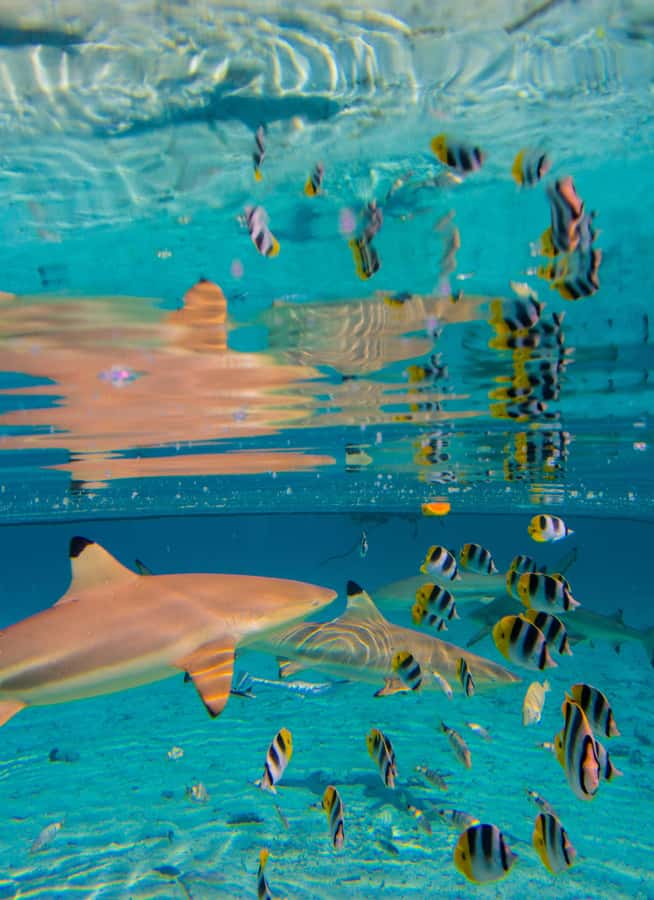 Bora Bora: Full-Day Lagoon Snorkelling Tour - Coconut demonstrations, music, and island activities