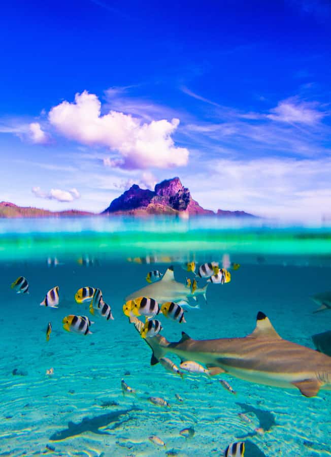 Bora Bora: Full-Day Lagoon Snorkelling Tour - Morning views from the circle-island boat ride