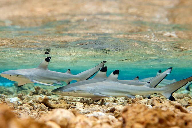 Bora Bora Full Day Snorkeling with Lunch - Sharks, stingrays, eagle rays, and changing water depth