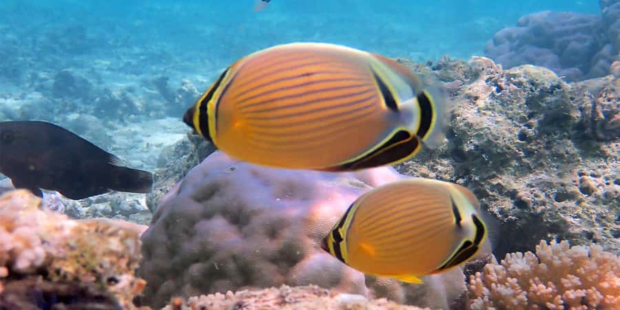 Bora Bora: Half Day Catamaran Sailing & Snorkelling - Is $314 a fair price?