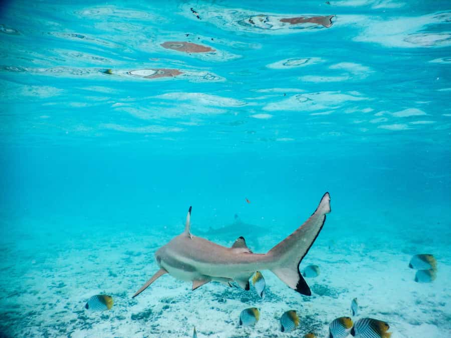 Bora Bora: Half-Day Lagoon Snorkelling Tour - Ray discovery in waist-deep water