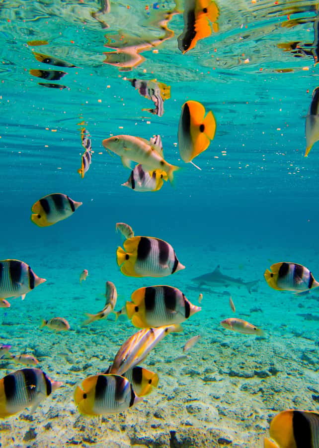 Bora Bora: Half-Day Lagoon Snorkelling Tour - What $106 gets you