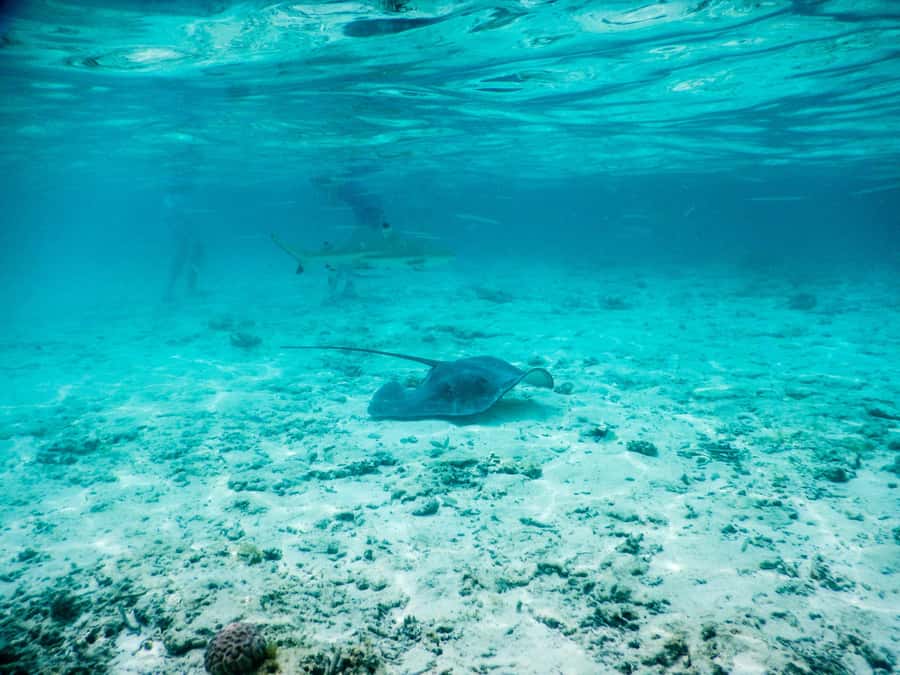 Bora Bora: Half-Day Lagoon Snorkelling Tour - First stop: small reef sharks along the reef edge