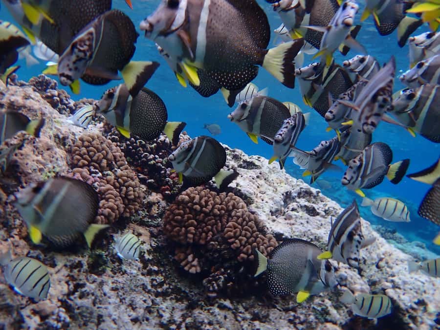 Bora Bora: Introductory Dive - Key points at a glance