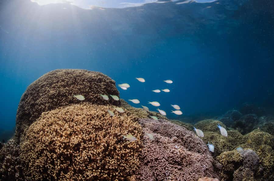 Bora Bora: Introductory Dive - The practical details that can make or break the day