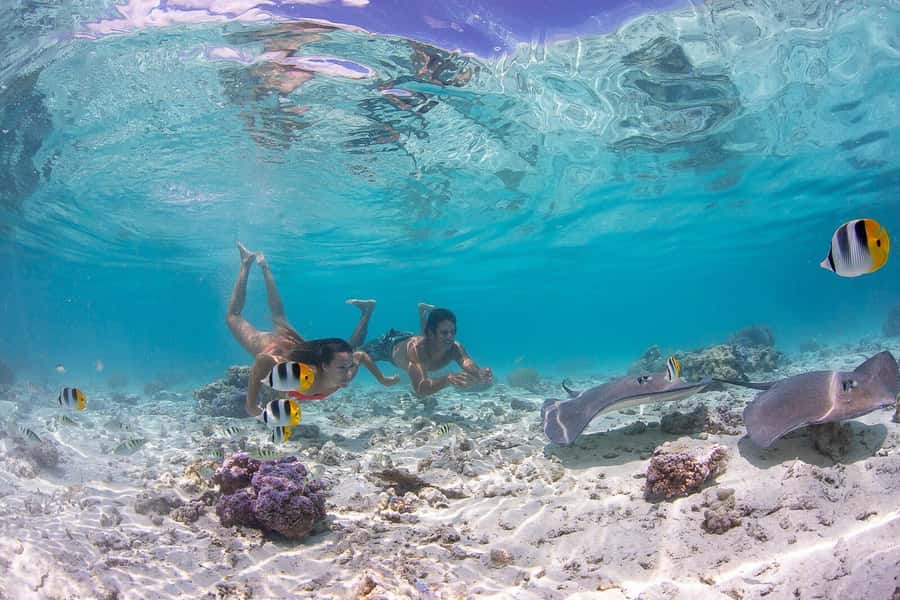 Bora Bora: Jet Ski, Lunch & Shark/ Ray Safari - Starting from your hotel or Vaitape pier