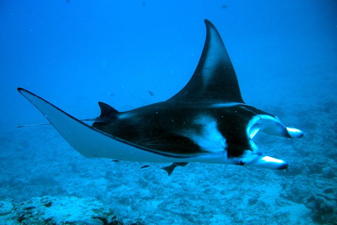 Bora Bora Jet Ski Tour, & Eco Shark / Ray Snorkel Cruise - Snorkeling with black-tip reef sharks and stingrays