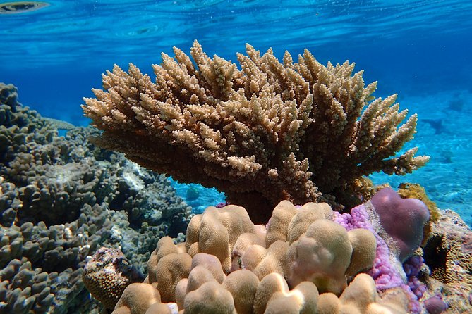 Bora Bora Lagoon Snorkeling Tour by Private Boat - Why a private boat changes the Bora Bora snorkeling day